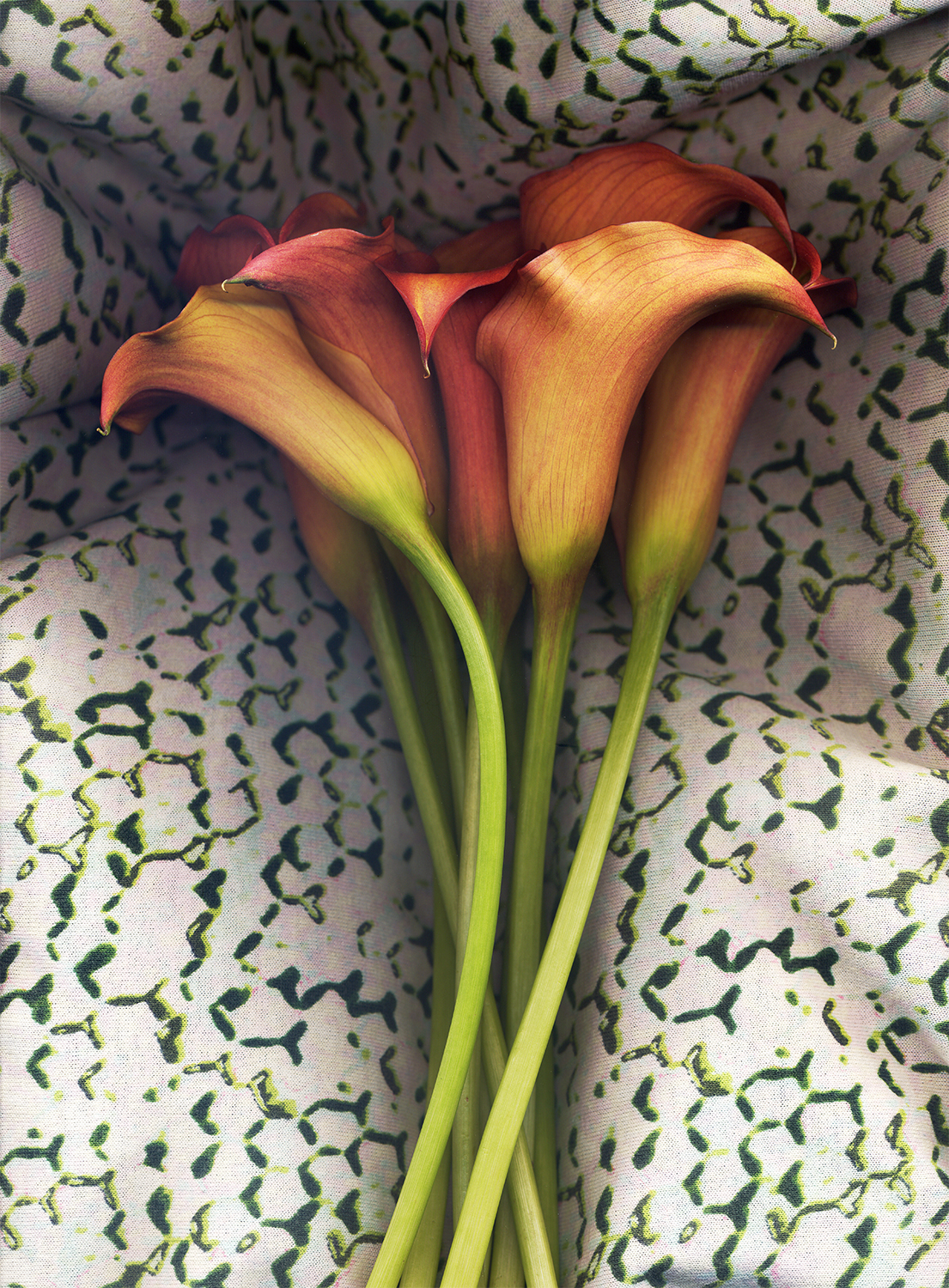 Calla Lillies on Cotton Print